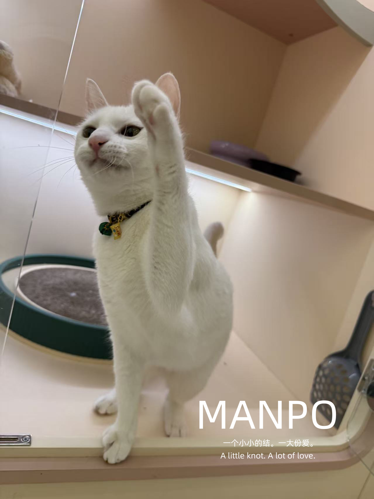 猫咪特写